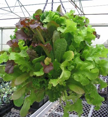 hanging lettuce basket